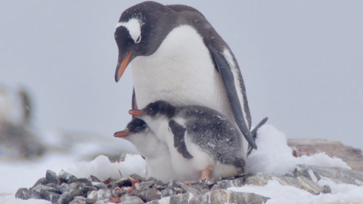 【南極４】野生のペンギンがいっぱいなの！【もろあに】
