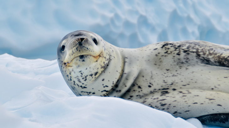 【南極５】南極には動物さんたちがいっぱいなの！【アザラシ・クジラ】