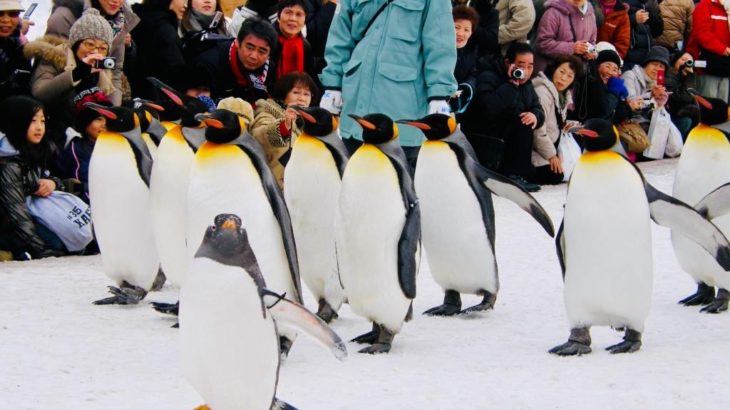 【旭川冬祭り】さっぽろ雪まつりより大きい！？ ペンギンも歩くなの！【旭山動物園】