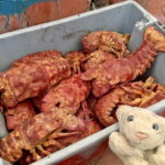 【ガラパゴス料理】絶海の島ならではのご飯なの！【もろたべ】