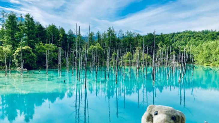【富良野】花畑に青い池！ 北海道らしい絶景揃いなの！【美瑛】