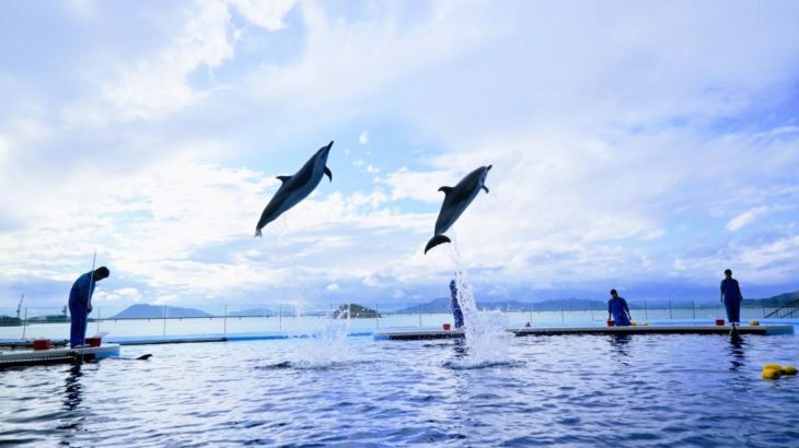【四国水族館】瀬戸内海と一体になった、美しすぎる水族館なの！【もろあに】