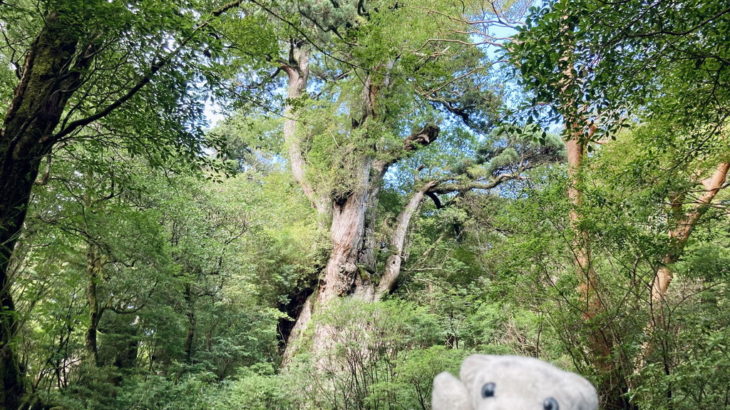 【屋久島②】樹齢数千年の森で一泊なの！【縄文杉】