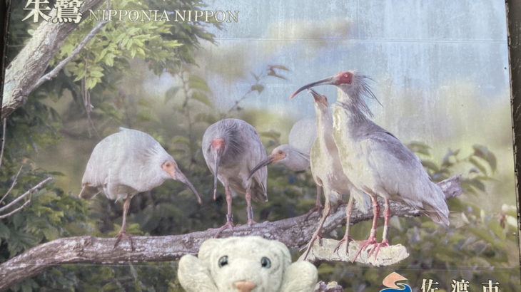 【佐渡島】絶滅した鳥を復活させる！ 自然と共に生きる島なの！
